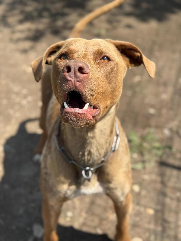 Zoro_Splendido Pitbull Red Nose Foto 2